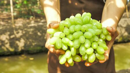 Male's hands holding bunch of grapes in vineyard.の写真素材