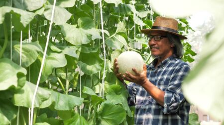 Happy farmer standing and holding melon in a farm.の写真素材