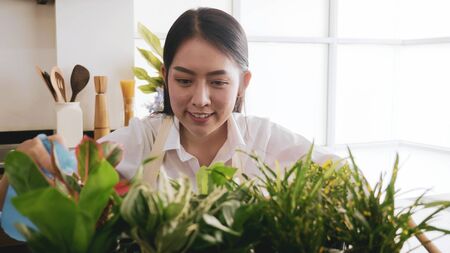 Happy gardener woman spraying water to seedling in the room.の写真素材
