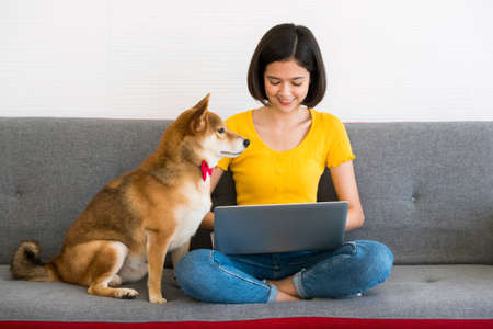 Asian woman working on a laptop computer and shiba inu dog sitting together on a sofa at homeの写真素材