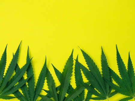 Top view of cannabis leaves on yellow background.の写真素材