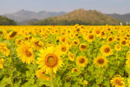 Beautiful natural scenery with sunflower fields.