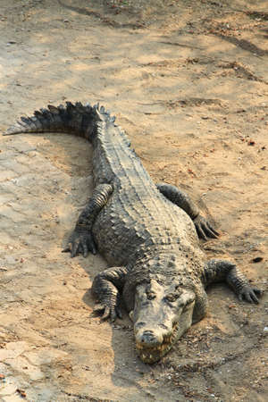 Crocodile on the ground.の写真素材