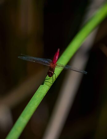 Dragonflyの写真素材