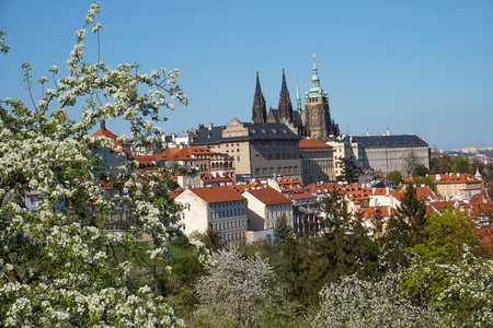 Petrin-Hill Laurenziberg , Prague, Czech Republikm Spring, Veitsdom, white Blossomsの写真素材