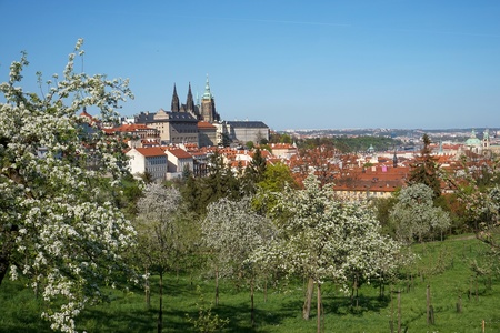 Petrin-Hill Laurenziberg , Prague, Czech Republikm Spring, Veitsdom, white Blossomsの写真素材