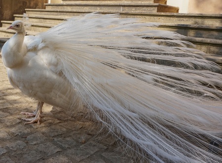 White Peacock in the Wallenstein Garden, Pragueの写真素材