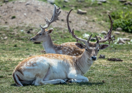 Selective focus on a fallow deer buck with a shedding antler in the foreground の写真素材