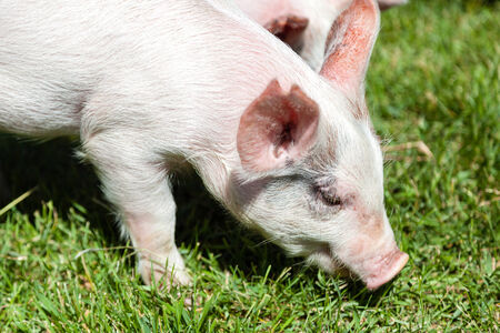 A little piglet feeding on grassの写真素材