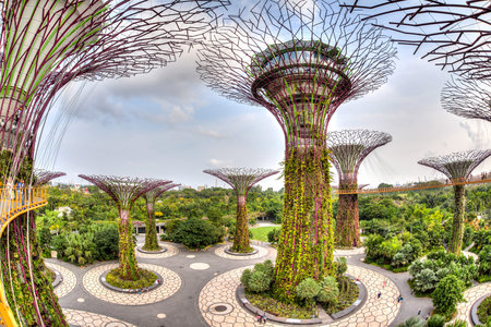 Aerial fisheye view of the Supertree Grove at Gardens by the Bay. These man-made trees of up to 16...