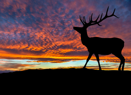 Silhouette of red deer bull elk on top of a mountain with sunset in the background. Copy space.の写真素材