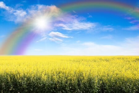 Rows of yellow canola field against a blue sky with rainbow and burst of sunlight through the clouds. Copy space.の写真素材