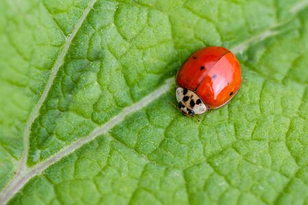 Ladybug crawling on a leaf.の写真素材