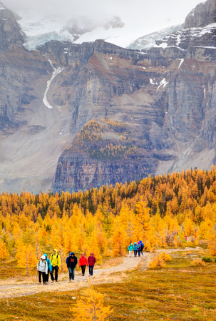Lake Louise, Canada - September 17, 2016: Hikers walk past the golden larch trees in the Larch Valley near Lake Louise in Banff National Park, Alberta, with snow-capped Valley of Ten Peaks in the background. The popular hiking trail is crowded in the fallのeditorial素材