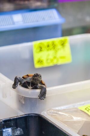 A pet turtle climbs out of its box in one of many Tung Choi Street pet shops. The area, better known as Goldfish Market, is lined on either side with pet shops and aquariums selling fish and aquatic animals.の写真素材