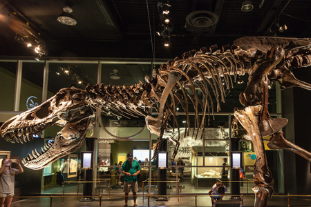 DRUMHELLER, CANADA - JUNE 15, 2013: Exhibit of a T-Rex skeleton at the Royal Tyrrell Museum in Drumheller, Canada. The museum is renowned for its palaeontology research and 130,000 fossil remains.のeditorial素材