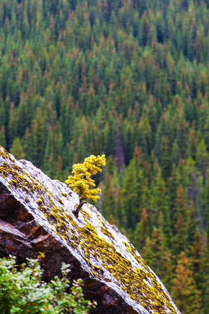 A tiny newborn spruce Larch tree with golden pines grows out of a rock in the high elevation of the mountains in the Canadian Rockies of Banff National Park. Concept of strength, determination or success in difficult circumstances. Copy space.の写真素材