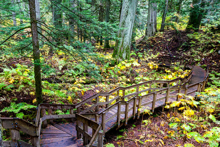 A half kilometer Giant Cedars Boardwalk trail winds through the heart of an old-growth forest in Revelstoke, BC, Canada, where cedar trees were 500 years old.の写真素材
