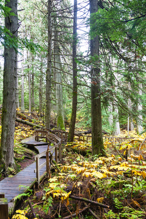 A half kilometer Giant Cedars Boardwalk trail winds through the heart of an old-growth forest in Revelstoke, BC, Canada, where cedar trees were 500 years old.の写真素材