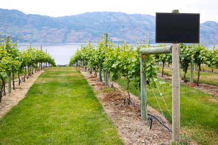 Selective focus on sign with copy space at winery vineyard with rows of grapevine leading into lake and background mountains.の写真素材
