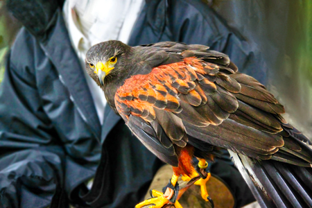 A pet Harris Hawk used in the sport of falconry, which is the hunting of wild animals in its natural state and habitat by means of a trained bird of prey. Also known as the bay-winged hawk or dusky hawk, the bird is part of the buzzard family.の写真素材