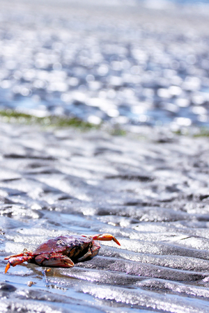 Selective focus on crab on White Rock, BC, beach at low tide with shallow depth of field on background and copy space.の写真素材