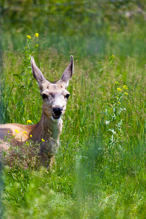 A young wide-eyed Mule Deer looks through the tall grasses in the Canadian Rockies.の写真素材