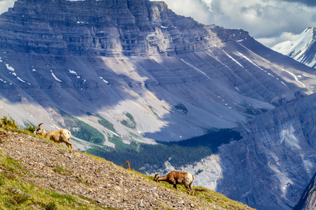 A pair of mountain goats graze on the summit of Parker Ridge in Jasper National Park in the Canadian Rockies with Big Ben Peak in the background.の写真素材