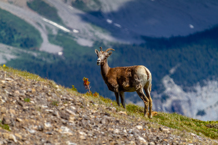 A mountain goat on the summit of Parker Ridge in Jasper National Park in the Canadian Rockies with Big Ben Peak in the background.の写真素材