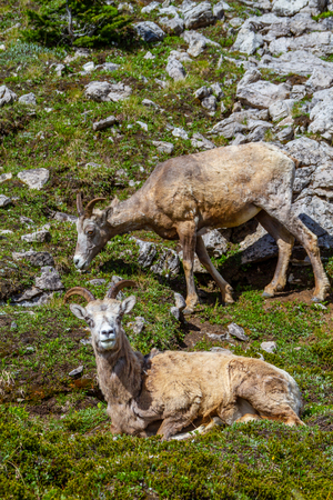Mountain goats grazing on the summit of Parker Ridge in Jasper National Park in the Canadian Rockies. Vertical orientation.の写真素材