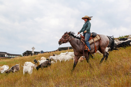 CALGARY, CANADA - AUG 12, 2018: A rancher shepherding goats in an effort to eat up weeds in a Calgary park as part of the city's targeted grazing plan for invasive weed species management using environmentally friendly means instead of herbicide.のeditorial素材