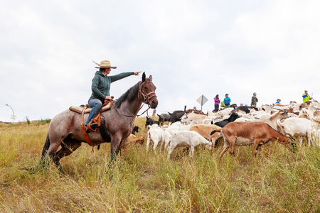 CALGARY, CANADA - AUG 12, 2018: A rancher shepherding goats in an effort to eat up weeds in a Calgary park as part of the city's targeted grazing plan for invasive weed species management using environmentally friendly means instead of herbicide.のeditorial素材