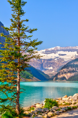 Lone pine tree on the shore of Lake Louise in Banff National Park with its glacier-fed turquoise lakes and Mount Victoria Glacier in the background. Vertical orientation.の写真素材