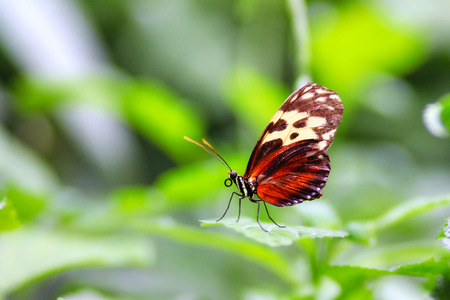 Macro photography of Golden Helicon Longwing Butterfly (Heliconius Hecale) with its proboscis on green leaf with selective focus and soft background.の写真素材