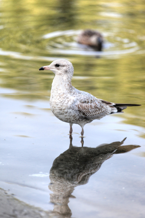 Close up of a juvenile ring-billed gull of the Laridae family of seagulls standing on the edge of a pond in Toronto, Canada, North America.の写真素材