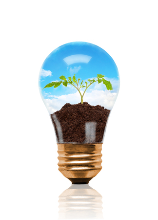 Young seedling growing out of soil inside light bulb. Concept of new life or beginning; environmental conservation or green movement. Isolated on white backgroundの写真素材