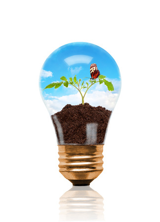 Young seedling growing out of soil with butterfly inside light bulb. Concept of new life or beginning; environmental conservation or green movement. Isolated on white backgroundの写真素材