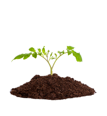 Young seedling plant growing out of soil, concept of new life or beginning; environmental conservation or green movement. Isolated on white backgroundの写真素材