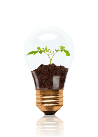 Young seedling growing out of soil inside light bulb. Concept of new life or beginning; environmental conservation, ecology or green movement. Isolated on white background.の写真素材