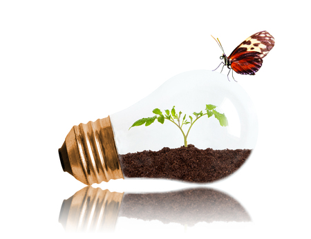 Young seedling growing out of soil inside light bulb with butterfly and copy space. Concept of new life or beginning, environmental conservation, ecology or green movement. Isolated on white background.の写真素材