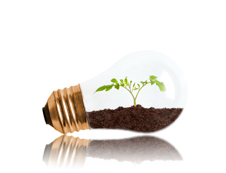 Young seedling growing out of soil inside light bulb with copy space. Concept of new life or beginning, environmental conservation, ecology or green movement. Isolated on white background.の写真素材
