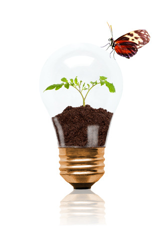 Young seedling growing out of soil inside light bulb with butterfly on outside. Concept of new life or beginning; environmental conservation, ecology or green movement. Isolated on white background.の写真素材