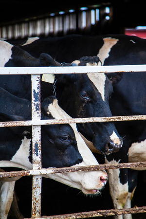 Closeup of dairy cows in the indoor barn of a Canadian farm. Vertical orientation.の写真素材
