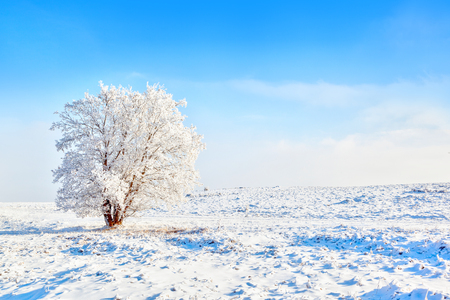 Lonely snow-covered tree in harsh winter landscape in Alberta, Canada, with blue sky and copy space.の写真素材