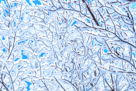 Winter hoarfrost, snow-covered tree branches. Abstract background.の写真素材