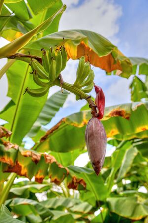 Banana flower and bunch of young unripe banana fruits on tree.の写真素材