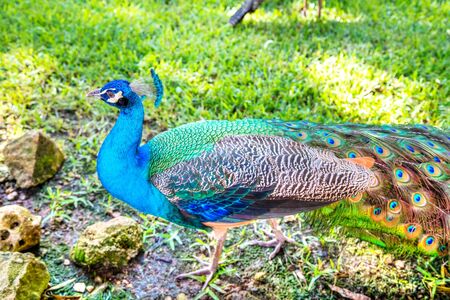 Male Indian peacock wandering in a garden park.の写真素材
