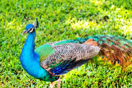 Male Indian peacock wandering in a garden park.の写真素材