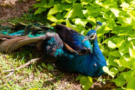 Male Indian peacock resting in a garden park.の写真素材