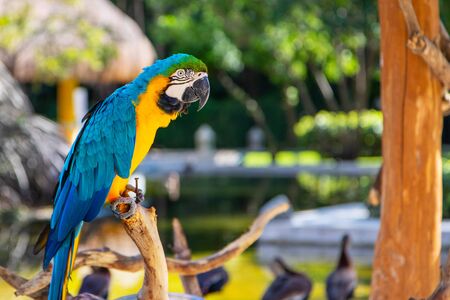 Colorful blue-and-yellow macaw parrot perched on branch with natural bokeh background.の写真素材